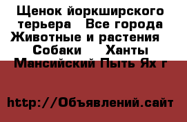Щенок йоркширского терьера - Все города Животные и растения » Собаки   . Ханты-Мансийский,Пыть-Ях г.